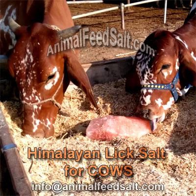 Himalayan Salt Lick for Cattle